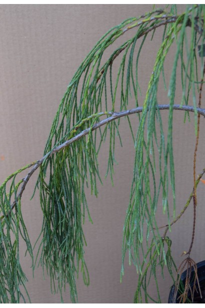 Кипарисовик Імбріката Пендула - сіро-зелена хвоя